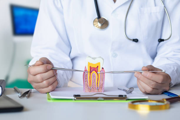 Best Broken or Chipped Tooth Repair in South Sarasota, FL